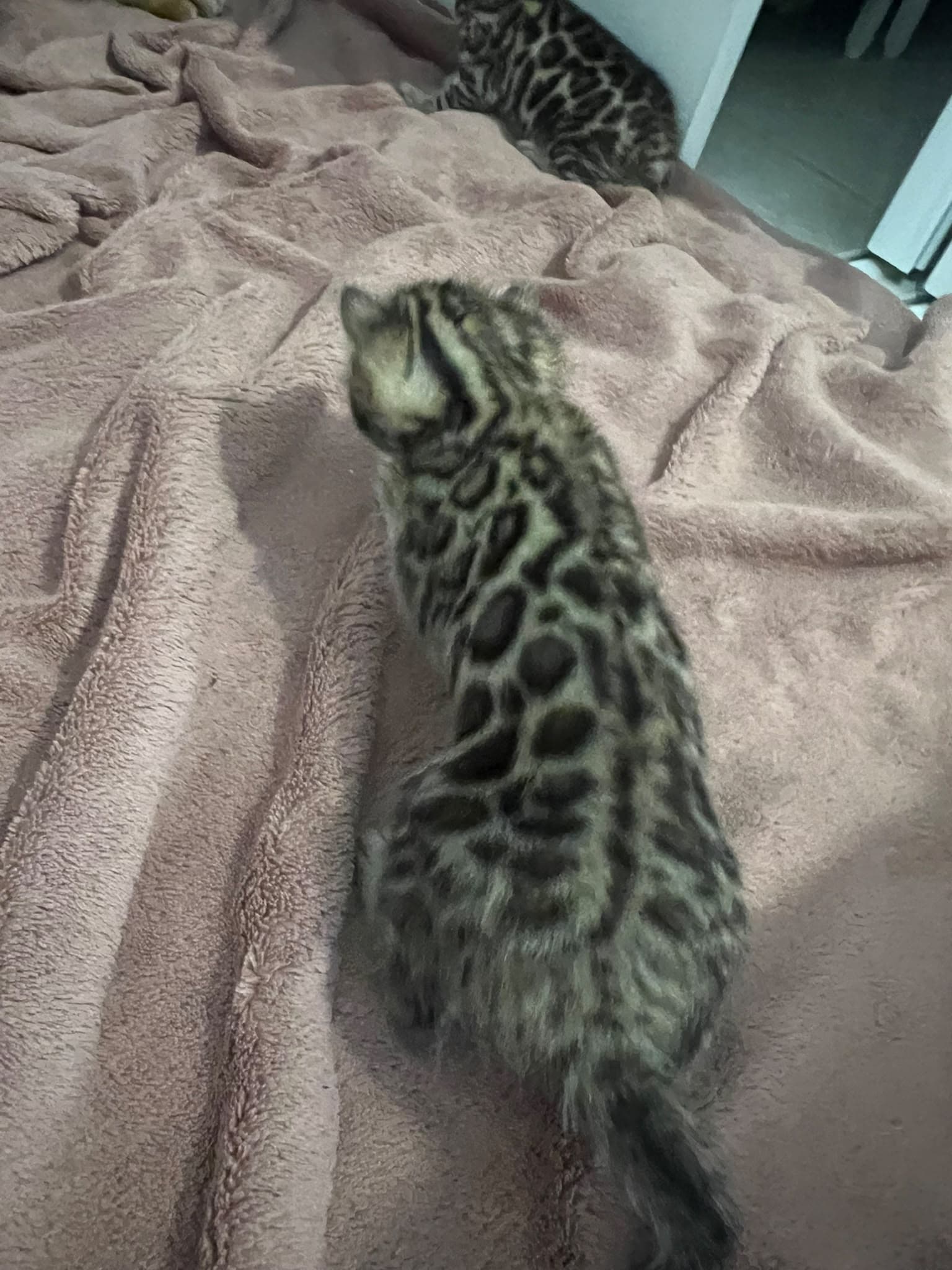 Chaton 3