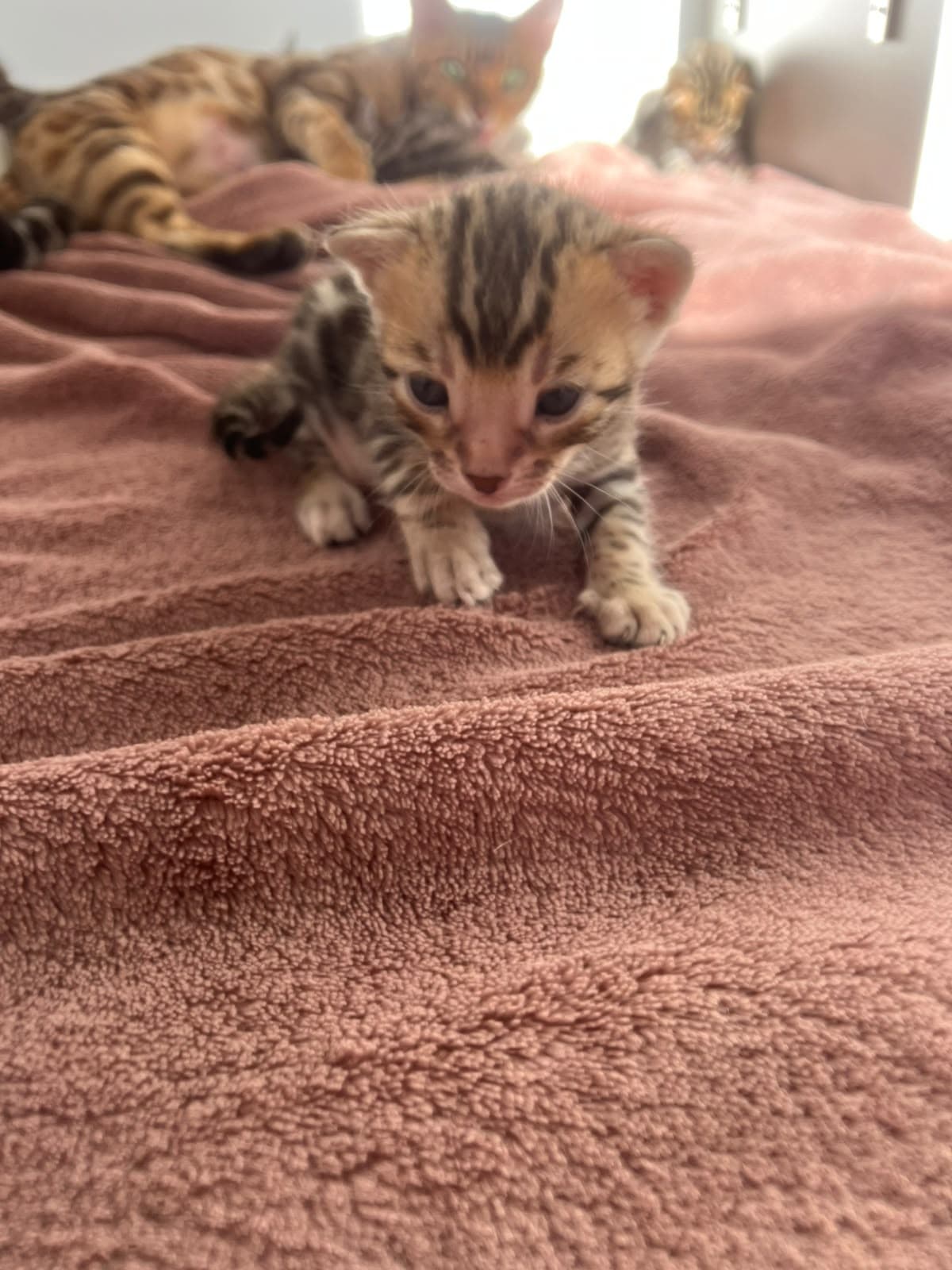 Chaton 4