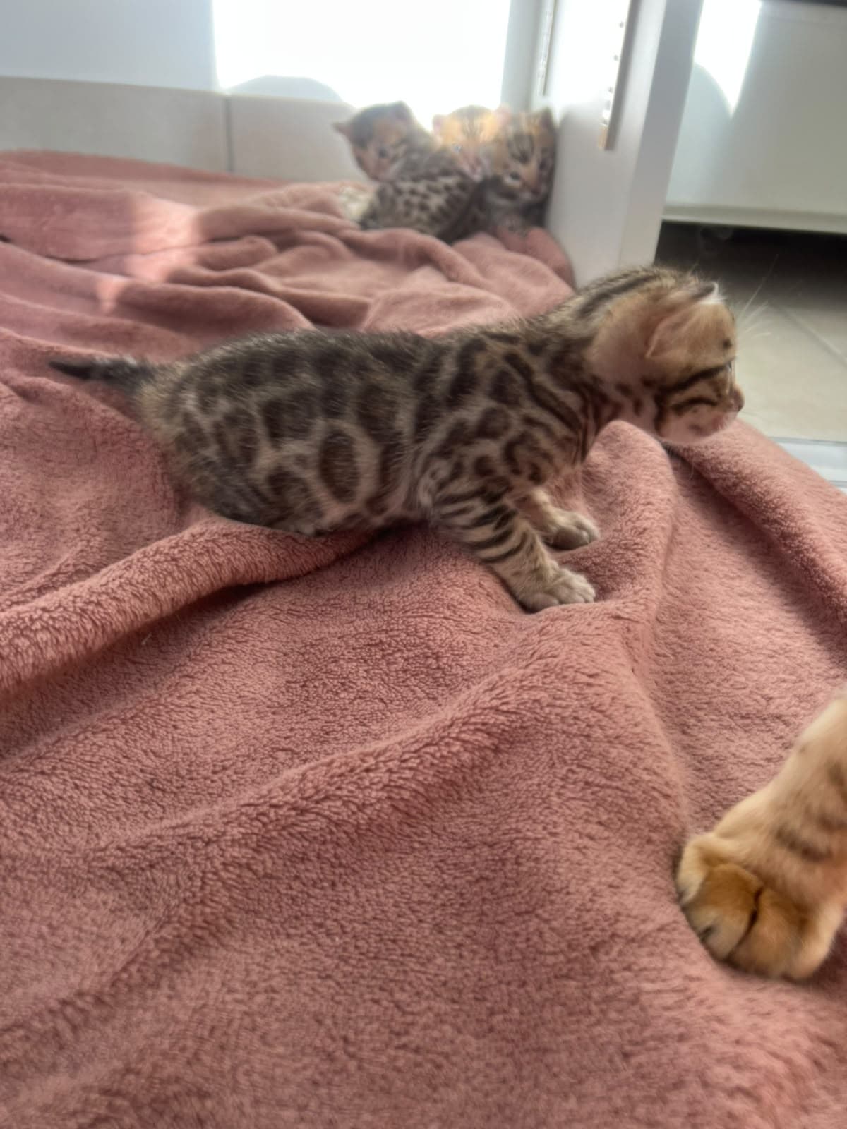Chaton 2